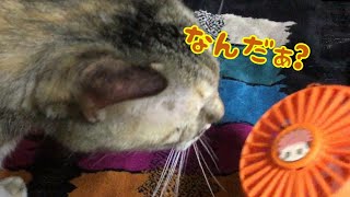 【UFOキャッチャー】人気アニメのかわいいグッズを可愛い猫がレビュー！【呪術廻戦】