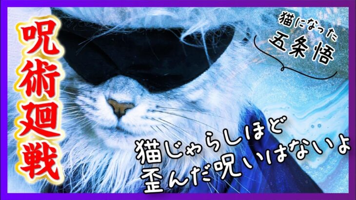 【呪術廻戦】五条悟が猫になったら猫じゃらしで遊ぶのか、、、【メインクーン】